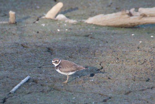 Semipalmated Plover