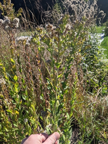 stiff-leaved goldenrod