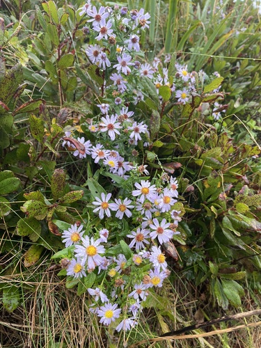 New York aster