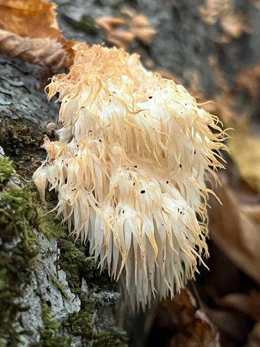 Bear's Head Tooth