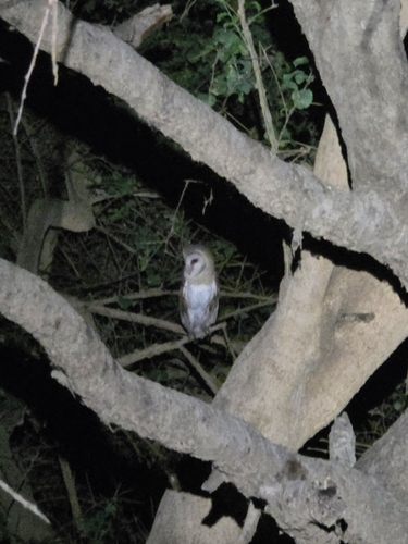 Western Barn Owl