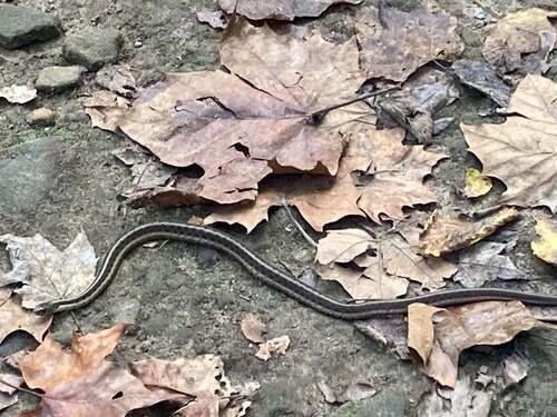 Common Garter Snake