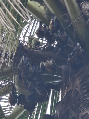 Straw-coloured Fruit Bat