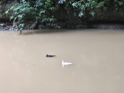 Muscovy Duck