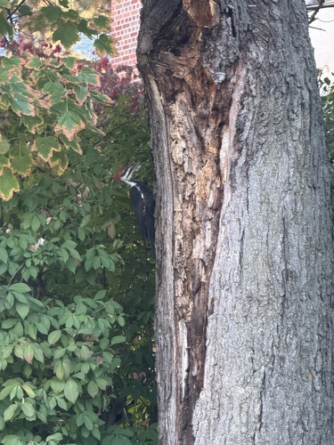 Pileated Woodpecker