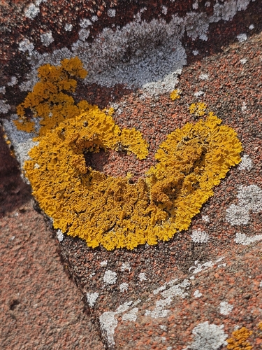 Xanthoria calcicola