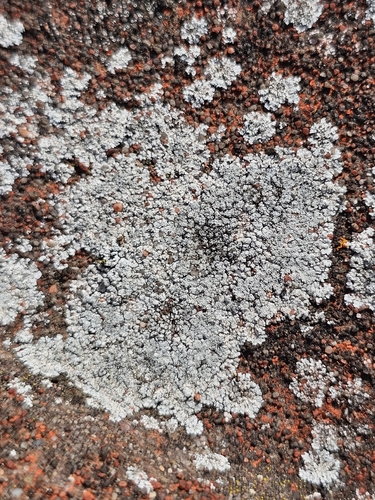 Kuettlingeria teicholyta