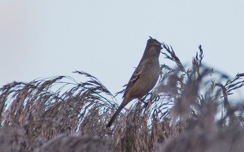 White-crowned Sparrow