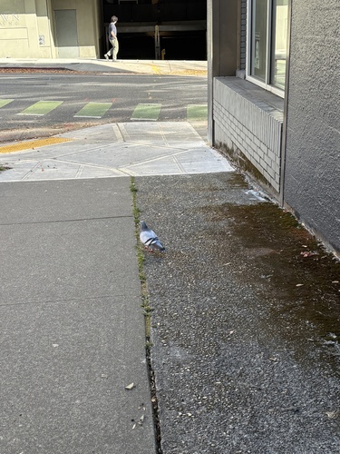 Feral Pigeon