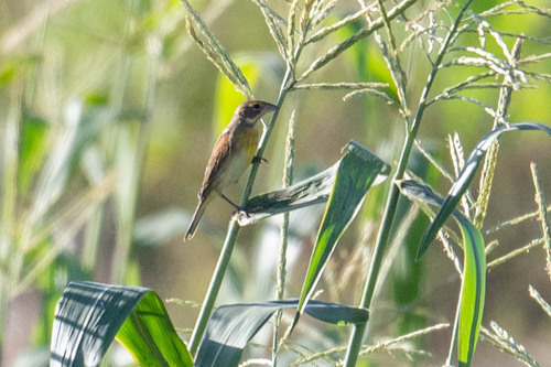 Dickcissel