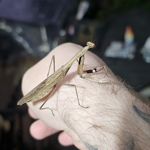 Asian Jumping Mantis