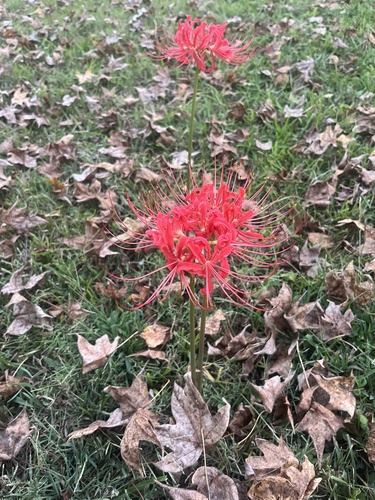 red spider lily