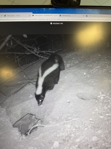 Striped Skunk