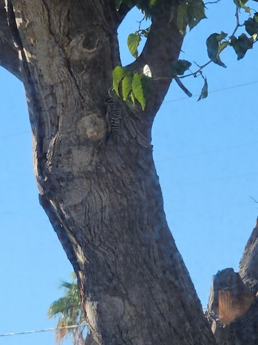 Ladder-backed Woodpecker