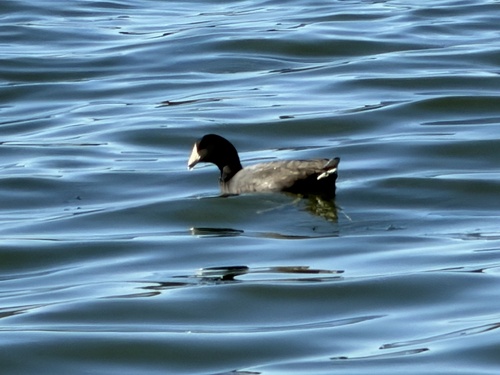 American Coot