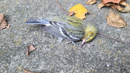 Bay-breasted Warbler