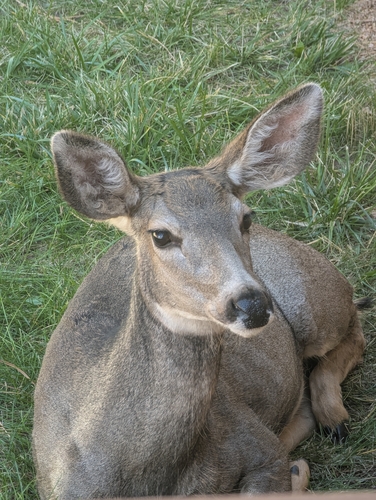Rocky Mountain Mule Deer