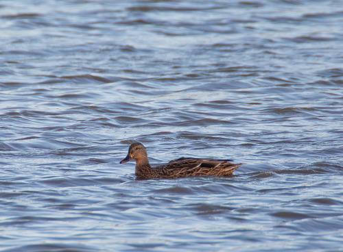 Mallard