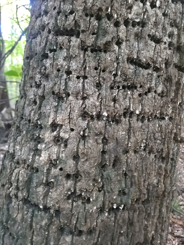 Yellow-bellied Sapsucker