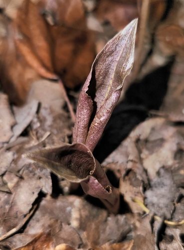 crane-fly orchid
