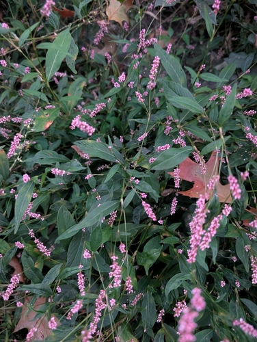 low smartweed