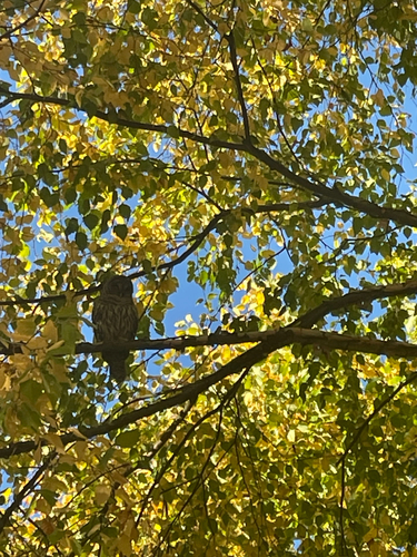 Barred Owl