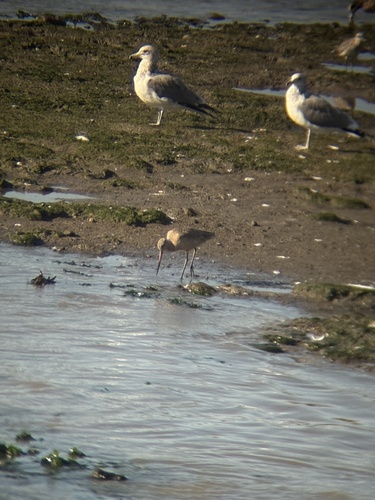 Marbled Godwit