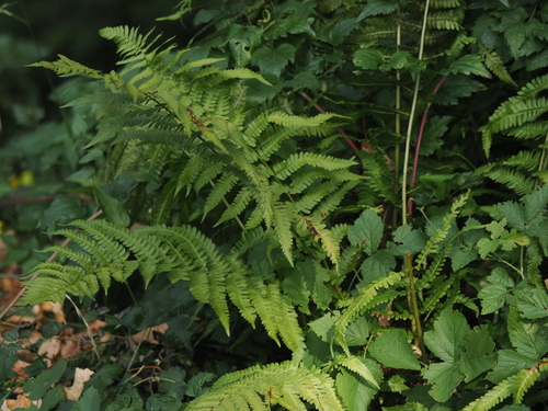 male fern