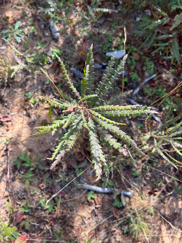 sweetfern