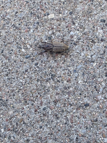 Hunting Billbug