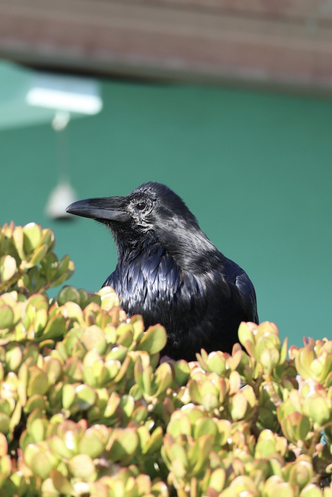 Common Raven