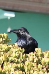 Common Raven