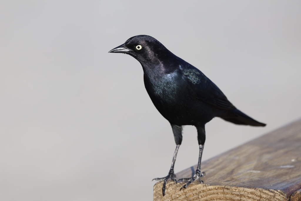 Brewer's Blackbird