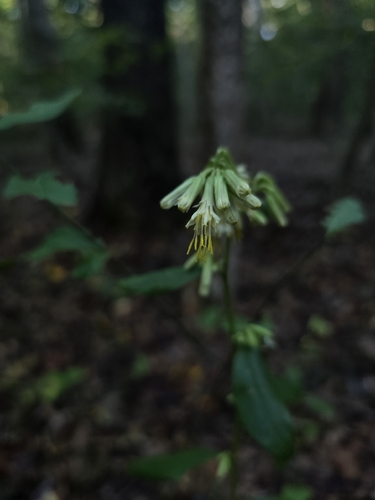 lion's foot rattlesnake root