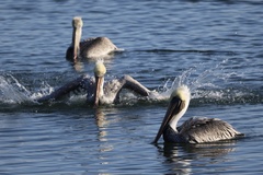 California Brown Pelican