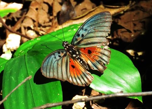 Euphaedra edwardsii