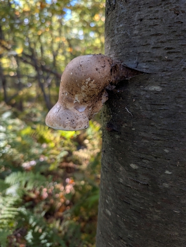 birch polypore