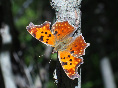 Eastern Comma