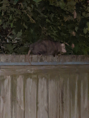 Virginia Opossum