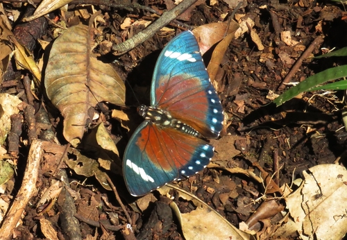 Euphaedra rattrayi
