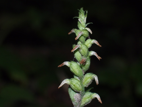 Oval Ladies' Tresses
