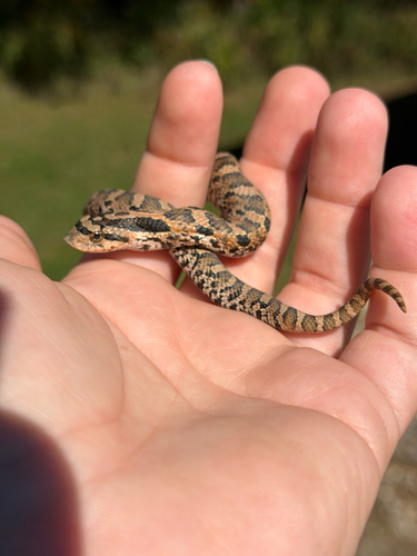 Eastern Hognose Snake