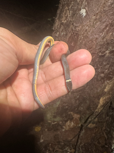 Southern Ringneck Snake