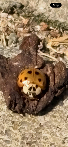 Asian Lady Beetle