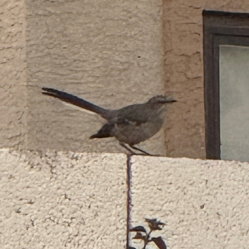 Northern Mockingbird