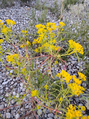 Threadleaf Glowwort
