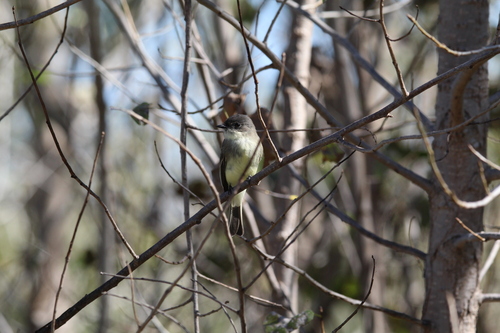 Eastern Phoebe
