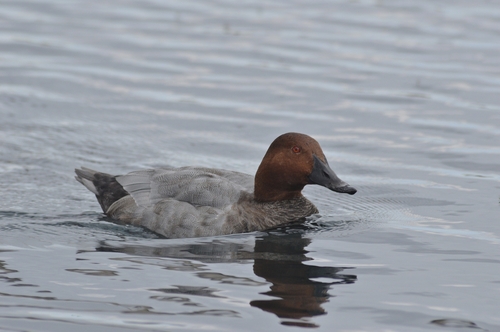 Common Pochard