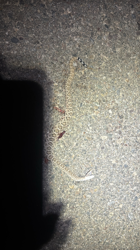 Western Diamond-backed Rattlesnake