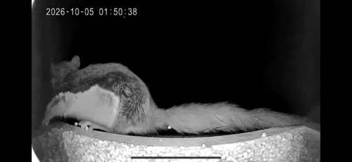 Northern Flying Squirrel observed by bkosowatsky